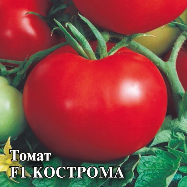 Кращі сорти томатів для теплиць із полікарбонату у 2024 році.
