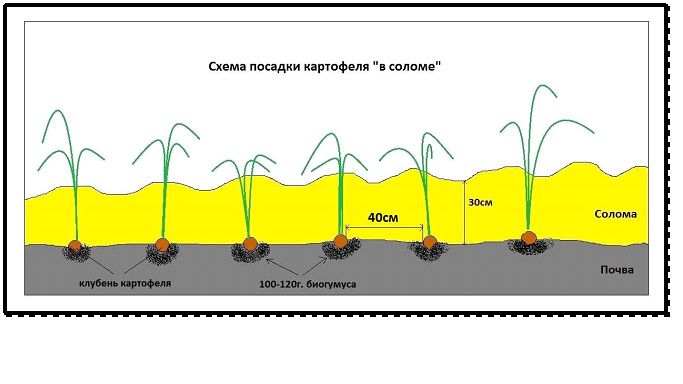 Картопля для півночі: сорти, коли та як садити