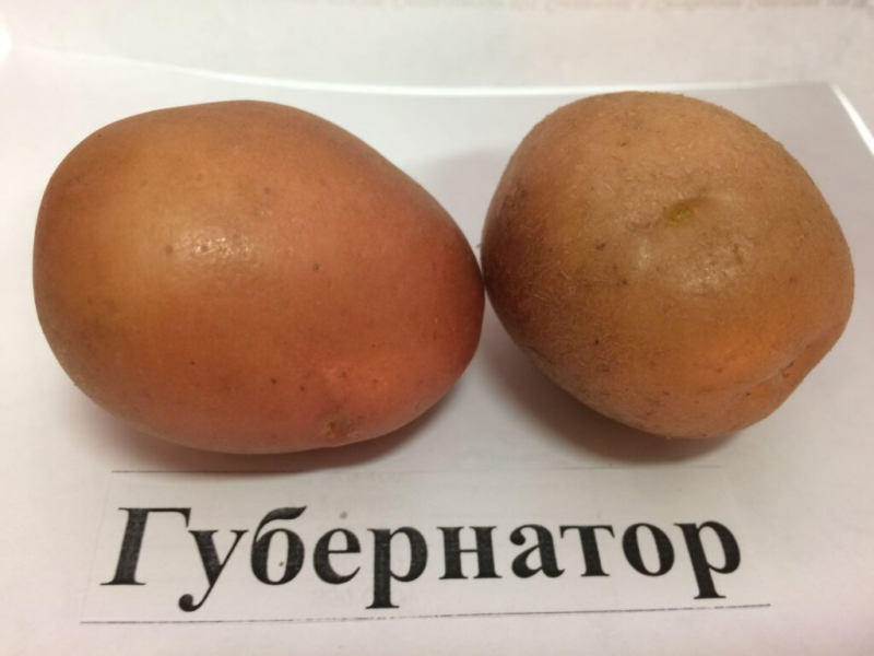 Посадка картоплі на Уралі у 2024 році