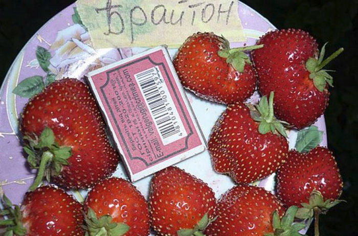 Кращі сорти полуниці для України у 2024 році