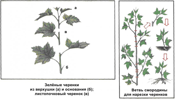 Смородина Стрічка (35 фото) &ndash; опис сорту, посадка та догляд