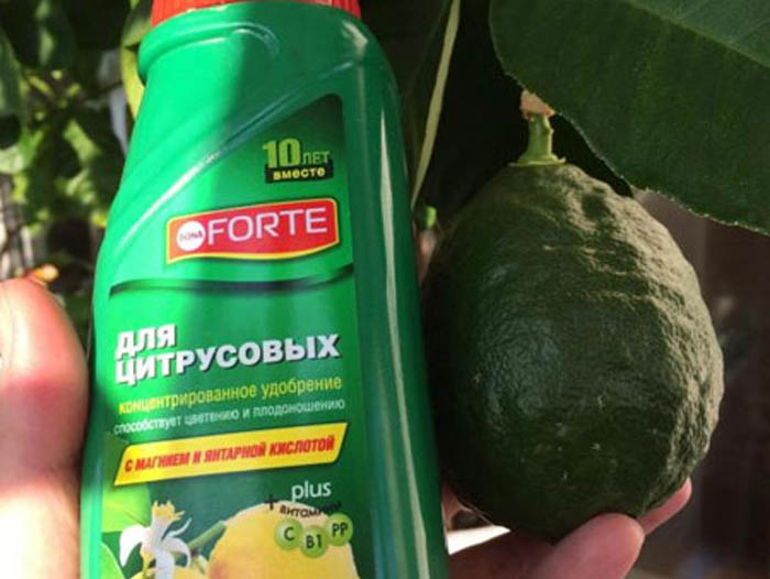Як виростити авокадо з кісточки - 100% ефективний метод