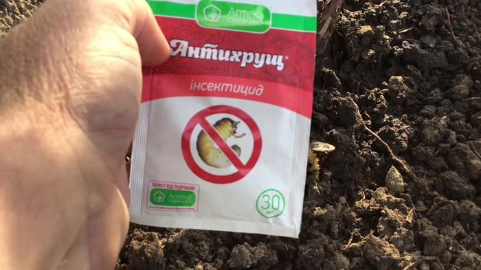 Личинки хруща - шкода і як з ними боротися, огляд кращих способів
