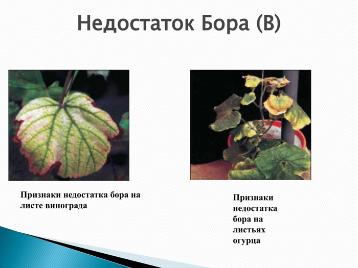Борна кислота для огірків: дозування та схеми для підвищення врожаю