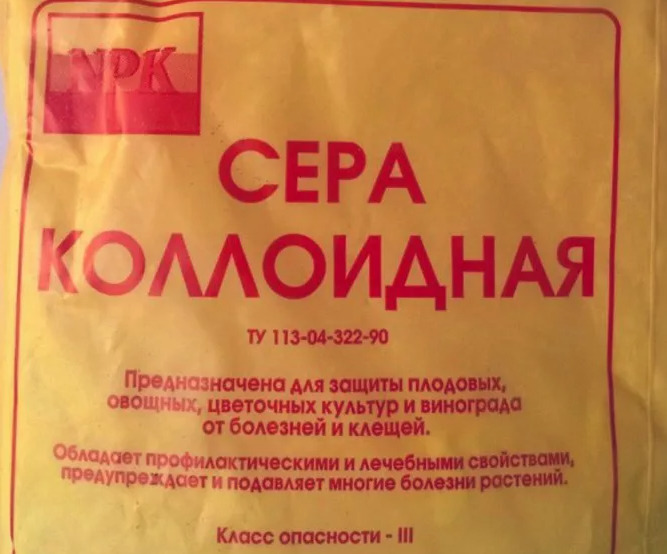 Білий наліт на листі троянди: причини появи та обробка