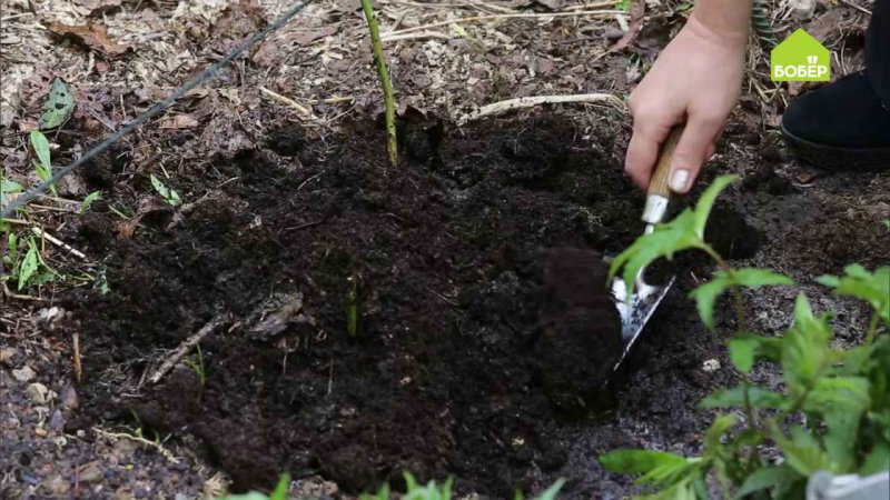 Борошниста роса на трояндах: заходи боротьби