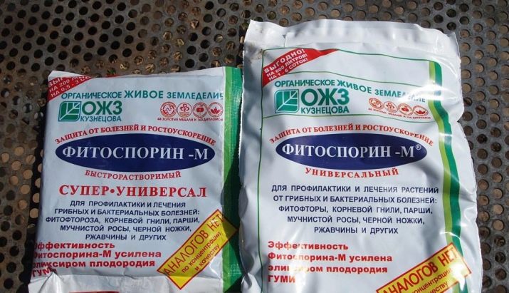 Борошниста роса на трояндах: заходи боротьби
