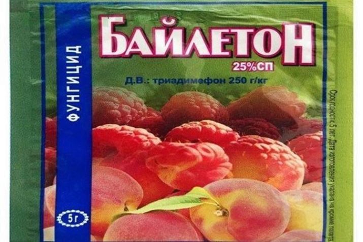 Борошниста роса на трояндах: заходи боротьби
