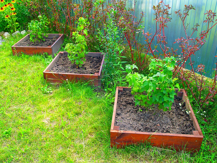 Смородина Стрічка (35 фото) &ndash; опис сорту, посадка та догляд