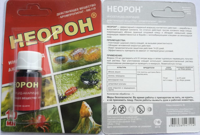 Як позбутися попелиці на смородині: рейтинг коштів від попелиці 2023 року