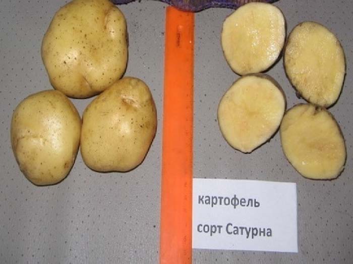 Найкращі сорти картоплі &ndash; рейтинг 2024. Назви та опис (66 фото)