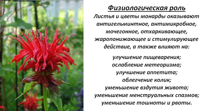 Квітка Монарда (30 фото) &mdash; опис, посадка та догляд