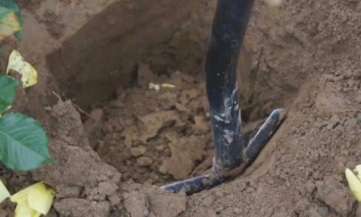 Чи можна пересаджувати троянди влітку?