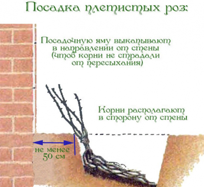 Чи можна пересаджувати троянди влітку?