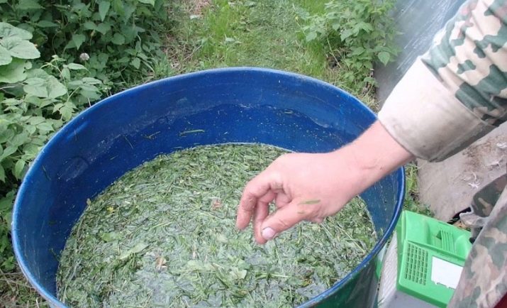 Чи можна підгодовувати троянди дріжджами?