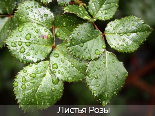 Чим відрізняється троянда від шипшини?