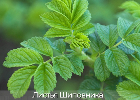 Чим відрізняється троянда від шипшини?
