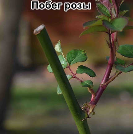 Чим відрізняється троянда від шипшини?