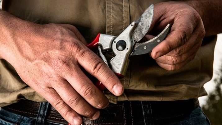 Чому почорніли троянди після зими та що робити?