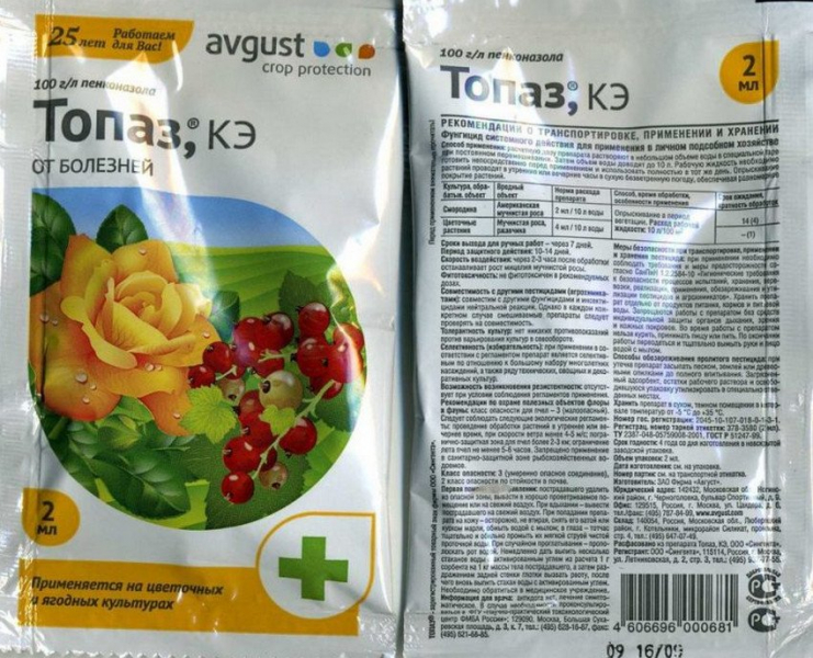 Чому у троянди опадає листя і що робити?