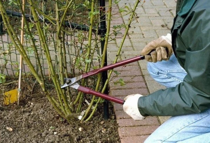 Чому у троянди опадає листя і що робити?