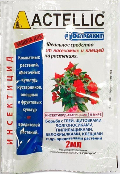 Чому у троянди опадає листя і що робити?