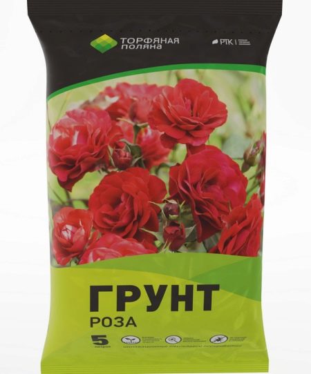 Чому у троянди опадає листя і що робити?