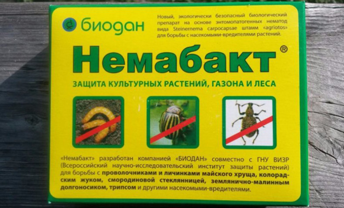 Личинки хруща - шкода і як з ними боротися, огляд кращих способів