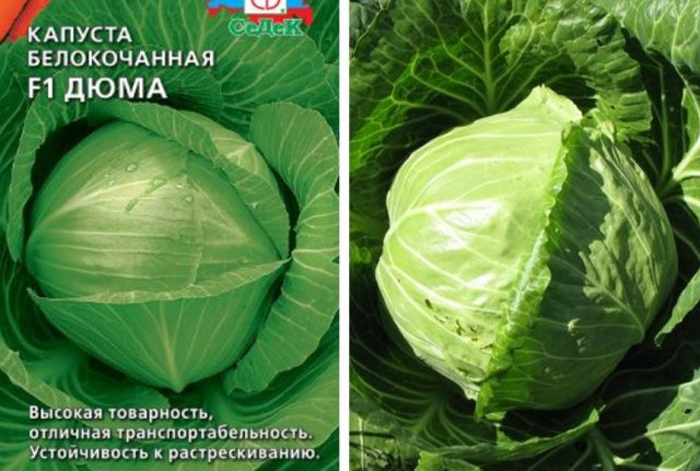 Сорти капусти &mdash; 33 найкращі сорти 2024 року