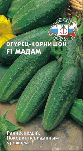 Урожайні сорти огірків - рейтинг 2024 року