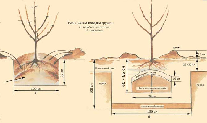 Груша Лада (45 фото) — опис сорту, вирощування та догляд