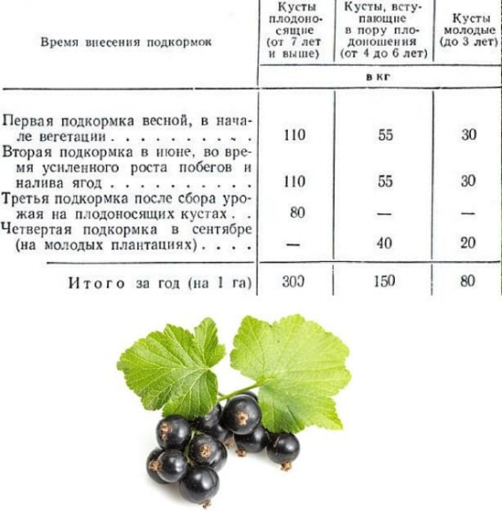 Смородина Стрічка (35 фото) &ndash; опис сорту, посадка та догляд