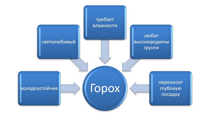 Посадка гороху: коли і як садити + місячний календар на 2024 рік