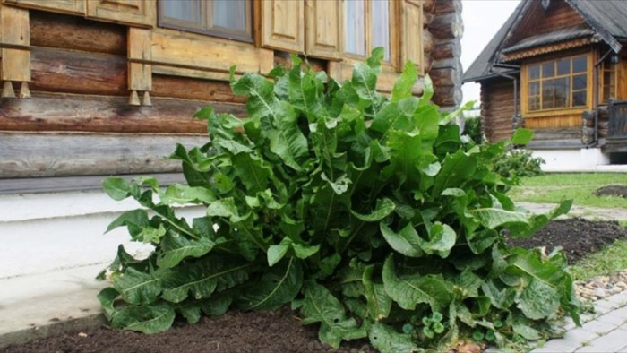 Як і коли посадити хрін на городі - посадка навесні та восени
