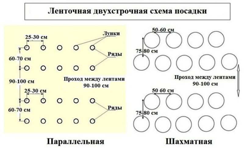 Картопля для півночі: сорти, коли та як садити