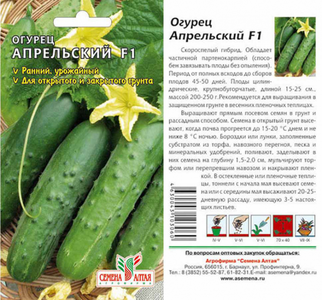 Урожайні сорти огірків - рейтинг 2024 року