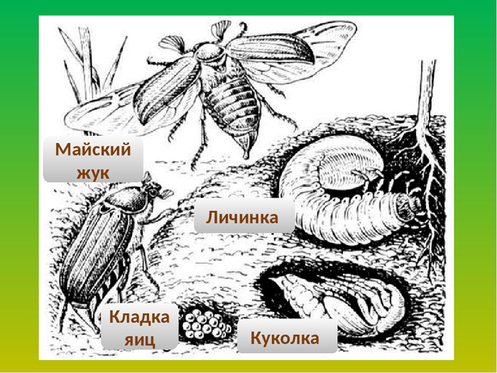 Личинки хруща - шкода і як з ними боротися, огляд кращих способів