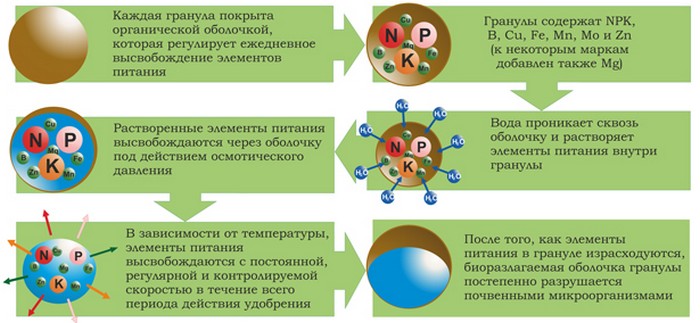 Осмокот: інструкція із застосування, дозування, що коли і як удобрювати