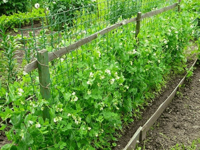 Личинки хруща - шкода і як з ними боротися, огляд кращих способів