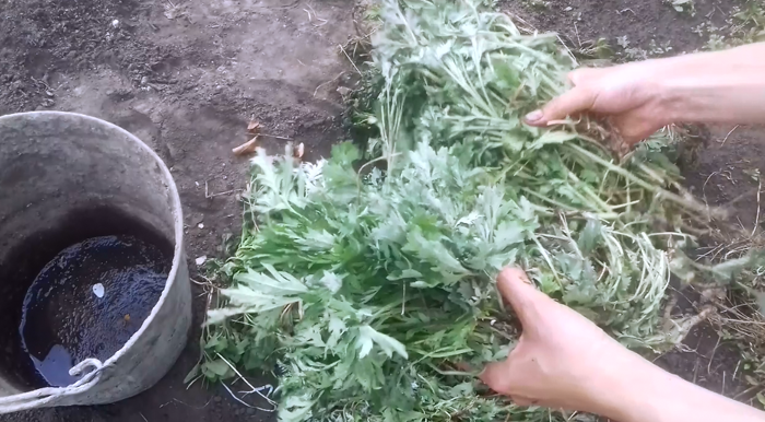 Двохвістка: чим небезпечна, як її позбутися — 15 перевірених методів