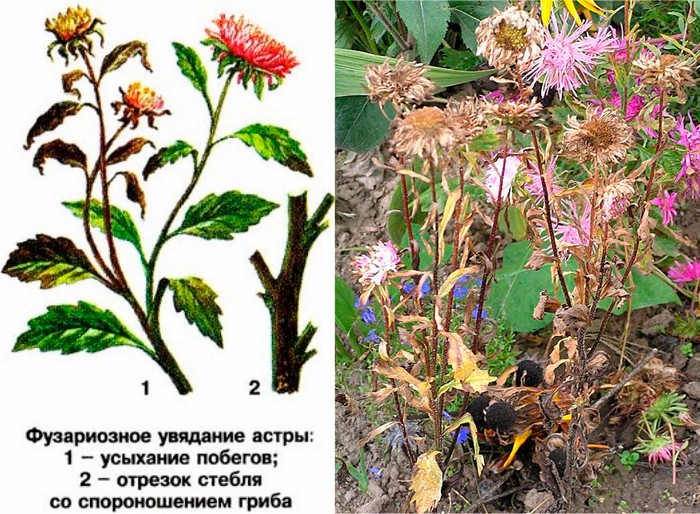 Фузаріоз &ndash; що це, як виглядає, симптоми, лікування