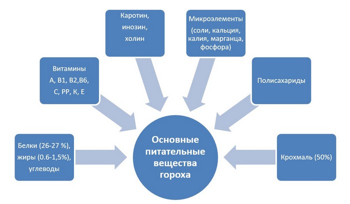 Посадка гороху: коли і як садити + місячний календар на 2024 рік