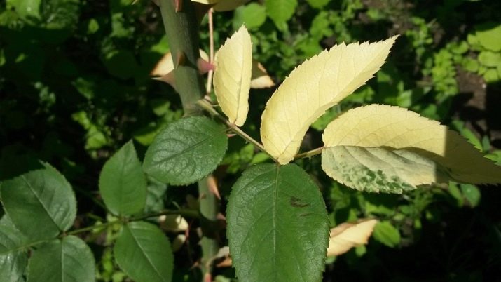 Хлороз на трояндах: опис та лікування