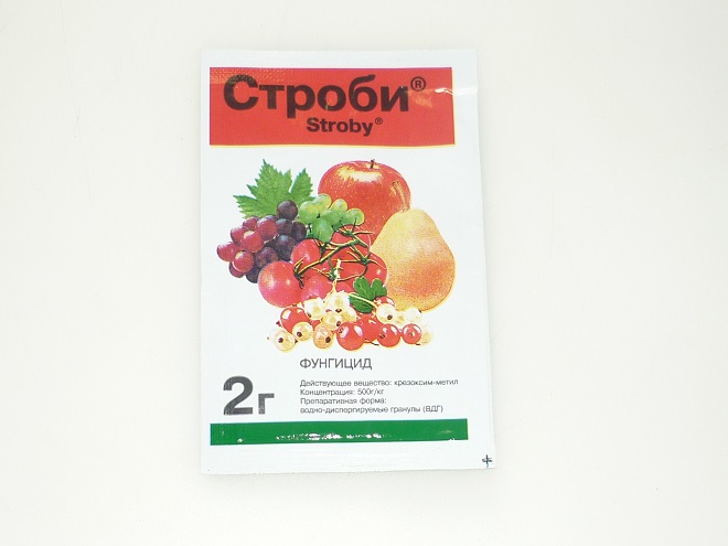 Іржа на трояндах: заходи боротьби