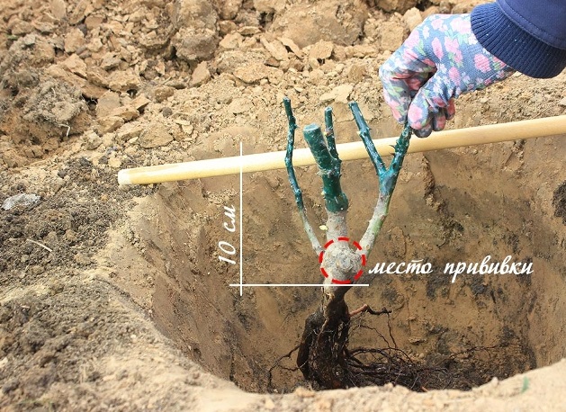 Як і коли садити троянди?