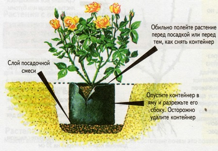 Як і коли садити троянди?