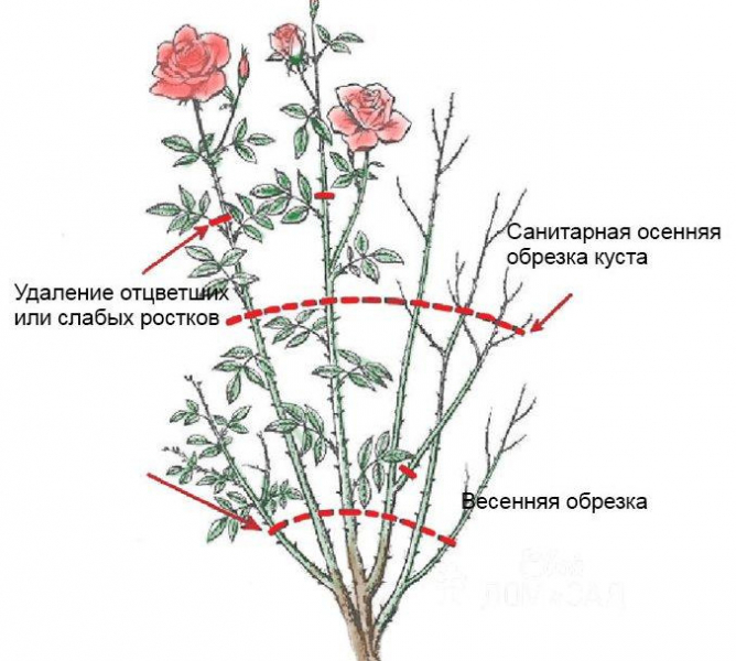 Як обрізати троянду на зиму?