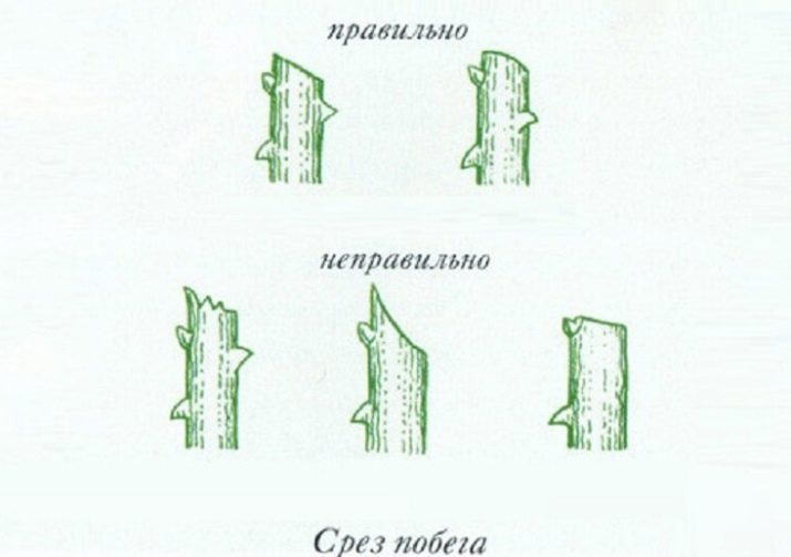 Як посадити троянду, якщо вона пустила паросток у вазі?