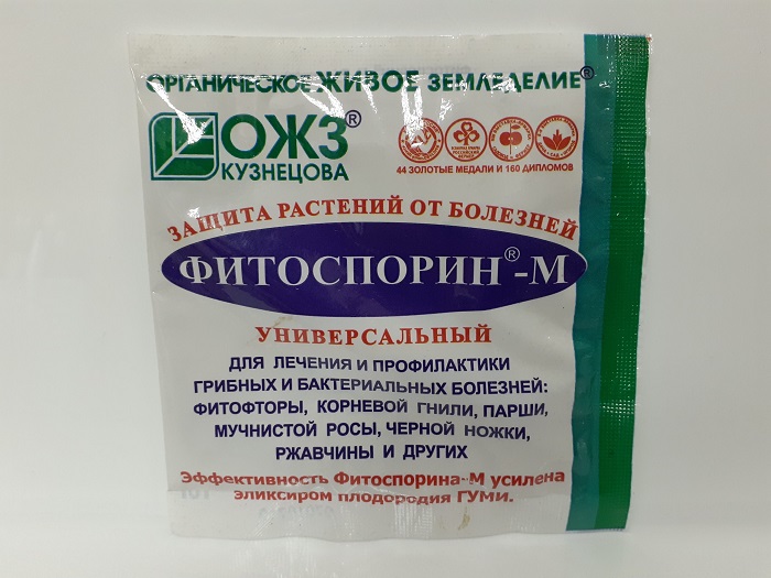 Як позбутися чорних плям на листі троянд?