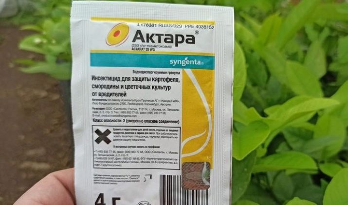 Як позбутися гусениць на трояндах?